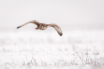 Saker falcon hunting for prey in snowy landscape
