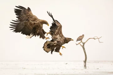Poster Im Rahmen White-tailed eagle fighting © Wim