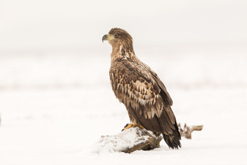 White-tailed eagle in snowy landscape