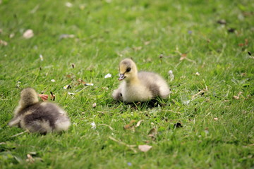Little wild ducks on the lawn in the public park