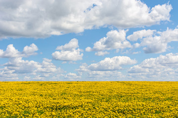 Fototapeta premium field with dandelions