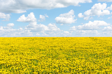Obraz premium field with dandelions