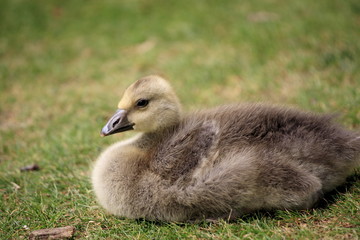 Little wild ducks on the lawn in the public park