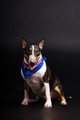 Three-coloured bullterrier on black background