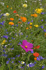 Obraz premium Wild meadow planting giving a colourful display of flowers