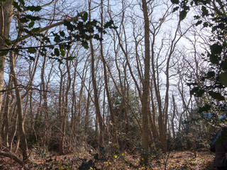 inside forest sunny beam trees green path woodland nature