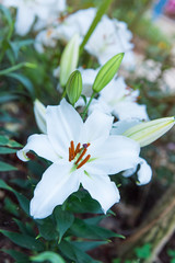 beautiful white lilies in flower garden