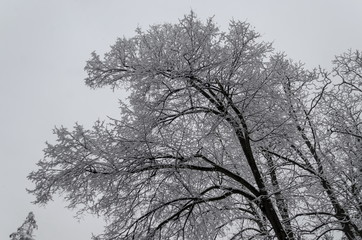 Majestic view of snowy  top  trees in winter park, Bankya, Sofia, Bulgaria  