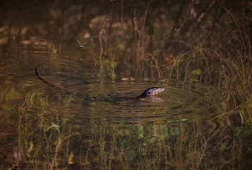 Thailand dragon is swimming in the river