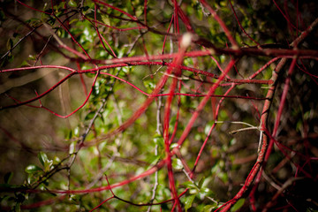 Red branches