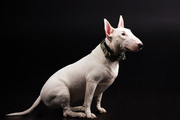 White bullterrier on black background