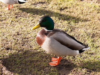 male duck mallard on green grass below portrait close up lake
