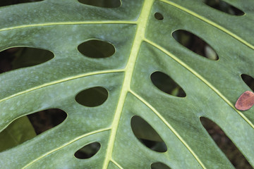 Fototapeta na wymiar big green leaf