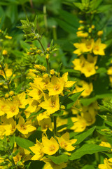 Garden or Yellow loosestrife, Lysimachia vulgaris, flowers close-up, selective focus, shallow DOF