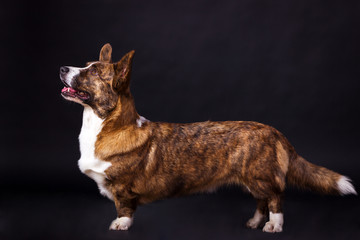 Welsh Corgi Cardigan