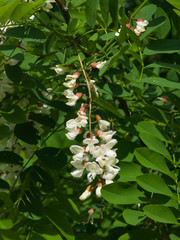 Black Locust, False Acacia or Robinia pseudoacacia blooming close-up, selective focus, shallow DOF