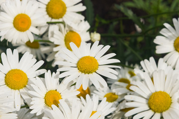 Oxeye daisy or Leucanthemum vulgare flowers close-up, selective focus, shallow DOF