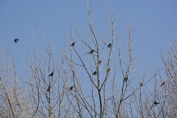 birds are sitting on frosted branches