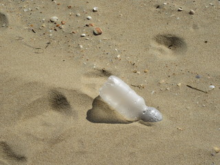 Donana National Park