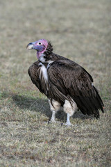 vulture