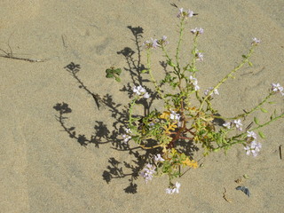 Donana National Park