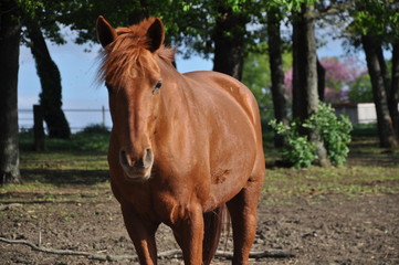 cheval portrait nature &eacute;quitation