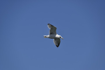 Seagull flying in the blue sky. Sea bird