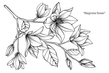 Obraz premium Magnolia flower drawing illustration. Black and white with line art. 