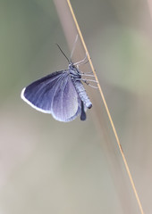 geometrid moth