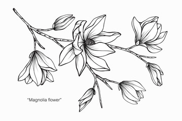 Fototapeta premium Magnolia flower drawing illustration. Black and white with line art. 