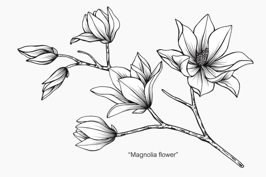 Magnolia flower drawing  illustration. Black and white with line art. 