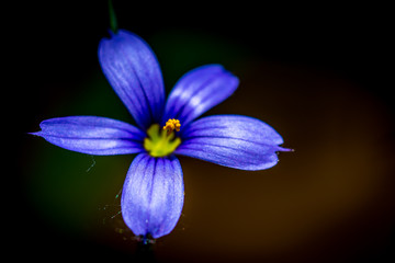 Macro shot of a tiny blue flower emerging from the shadows of the garden.