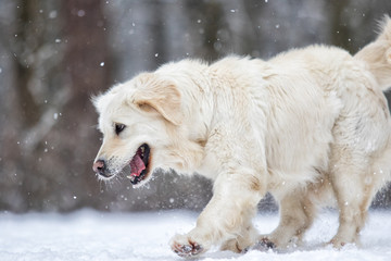 dog in winter park