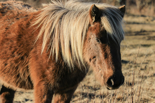 The Wild Pony of the Grayson Highlands