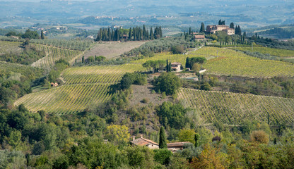 vineyard fields in San Gimignano, Tuscany area, Italy