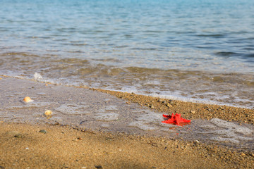 Beach seashells summer happy mood vacation concept.