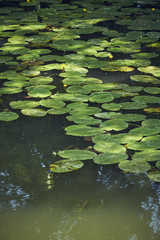 Obraz na płótnie Canvas Blätter Spiegelung Seerose