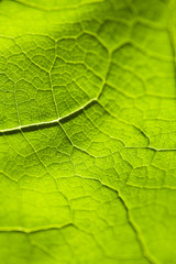 Blatt Ader grün verzweigt