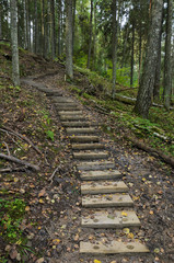 Wooden stairs as a part of hiking trail in the forest. - 193005916