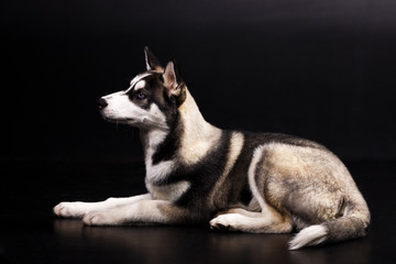Husky on black background