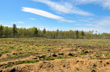 Open space in the forest after deforestation. - 193005934