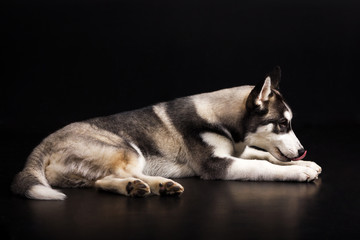 Husky on black background