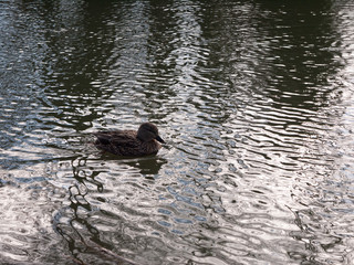 close up portrait of female brown mallard duck wading on water surface ripples