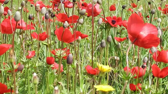 Spring, desert, animon flowers sway in the wind
