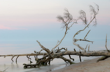 Dead trees on the Kolka cape beach. Baltic coastline, Latvia. - 193006120