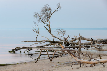Dead trees on the Kolka cape beach. Baltic coastline, Latvia. - 193006126