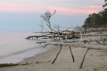 Dead trees on the Kolka cape beach. Baltic coastline, Latvia. - 193006136