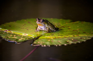 big frog is sitting on the water-lily green leaf