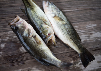 Southern Largemouth Bass on a cuttingboard