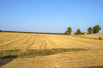 Field of wheat